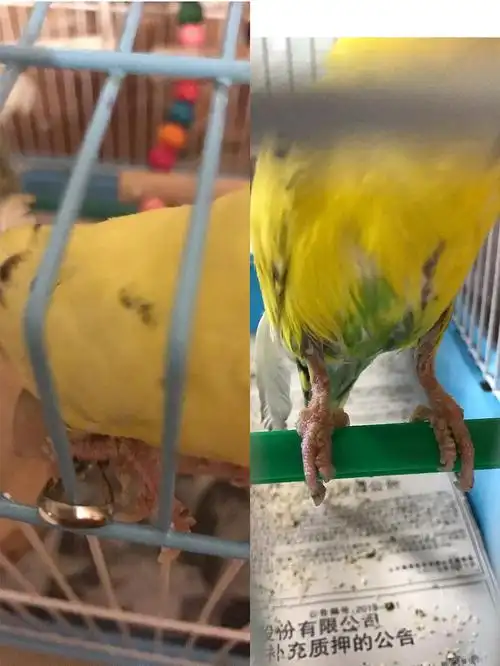 请教鹦鹉长癣的问题