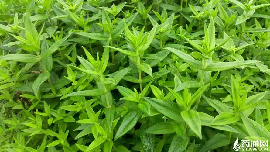 产区万里行之浙江省台州市仙居县横溪镇龙胆草