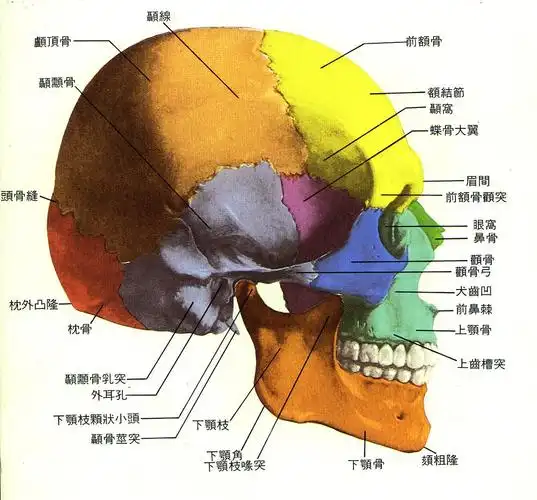 唐墨墨墨的相册-艺用人体解剖图
