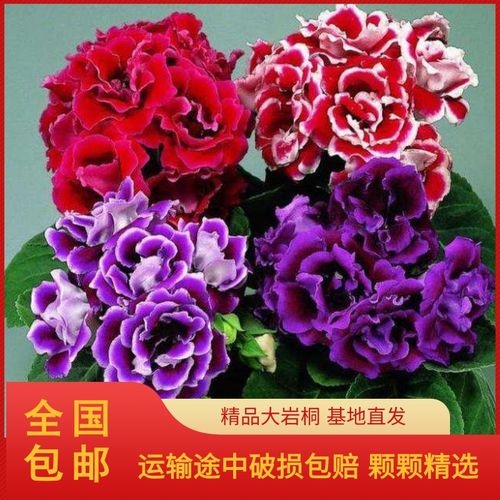 大岩桐重瓣带花大岩桐盆栽富贵芙蓉花苗室内花卉阳台植物易养活