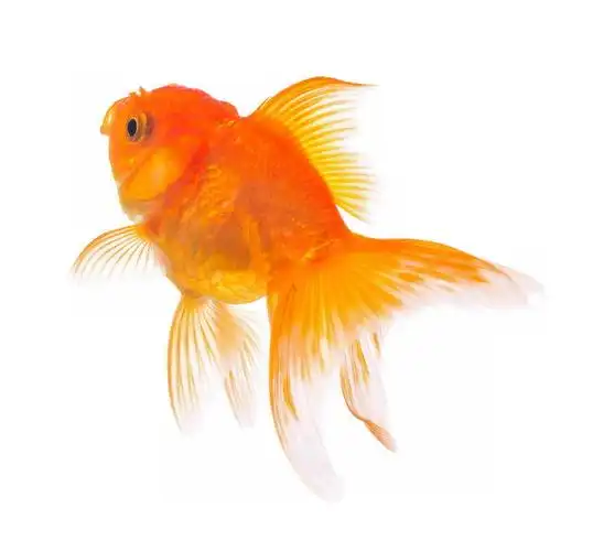 一条漂亮的狮子头金鱼宠物鱼8239004免抠图片素材