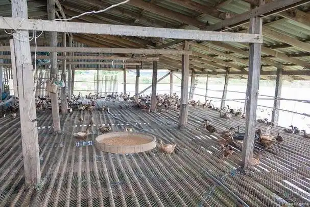 鸡棚搭建新手必看:简易步骤大公开