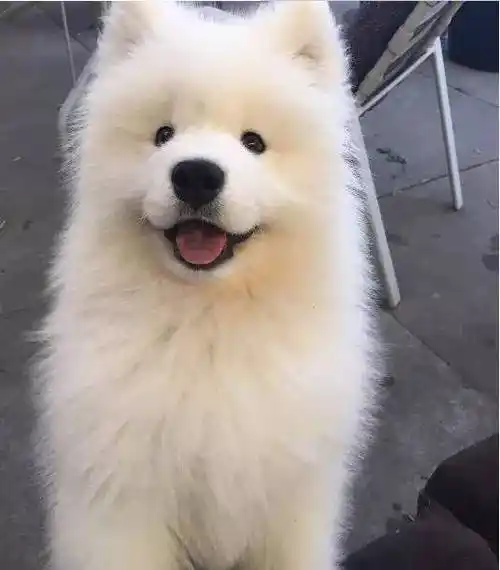 小时候的萨摩耶软萌可爱得让人把持不住