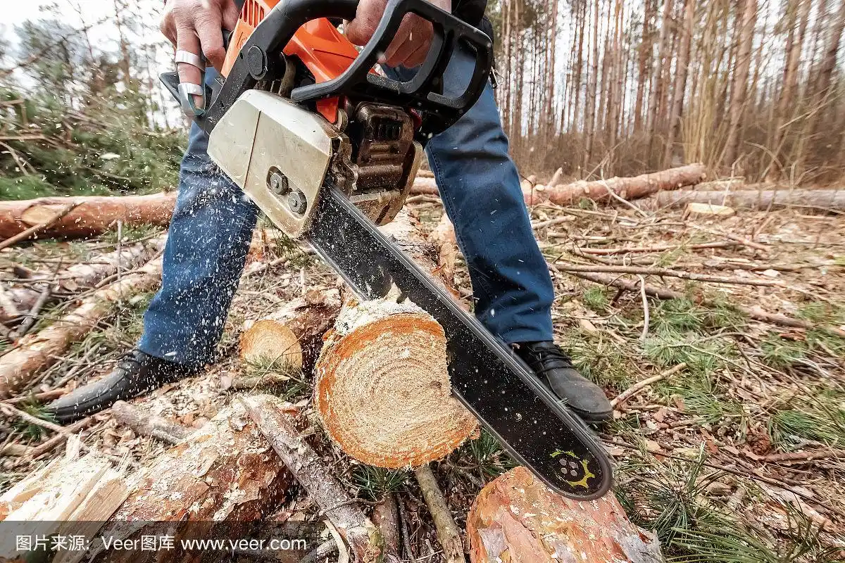 伐木,穿着防护服的工人用链锯锯木头.砍伐树木,破坏森林.