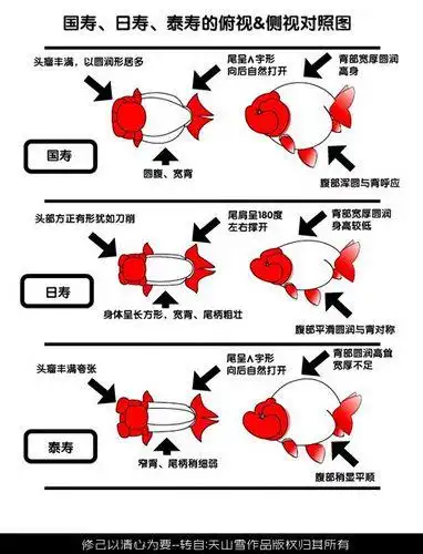 图解区分兰寿国寿日寿泰寿