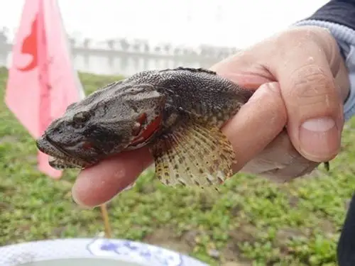 图片说明:四鳃鲈鱼.