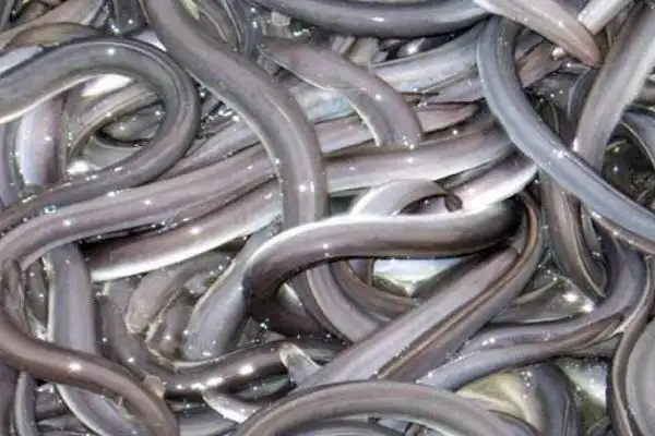 鳗鱼各品种的鉴别方法是什么?