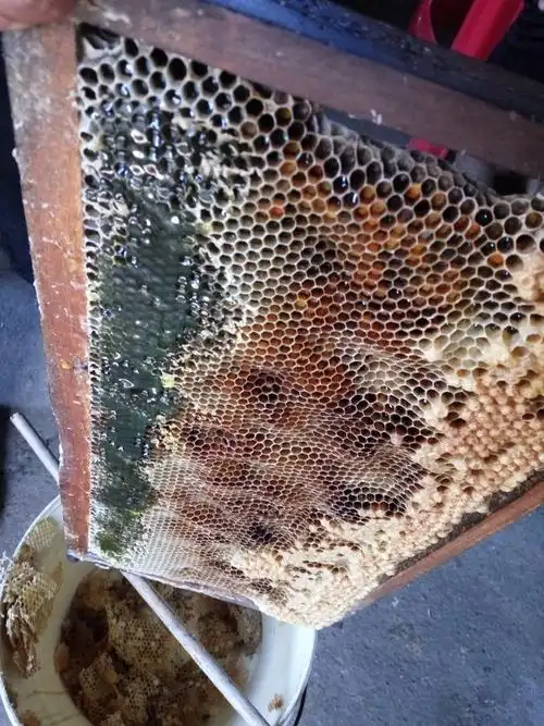 3送1五倍子土蜂蜜九月新秋蜜农家自产蜂场纯天然fengmi特产