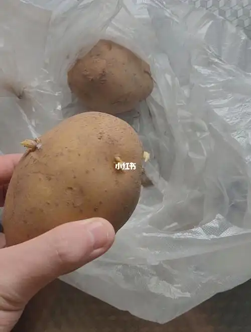 这种土豆还能吃吗一点发芽但也没烂