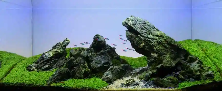 90cm青龙石造景草缸图片欣赏