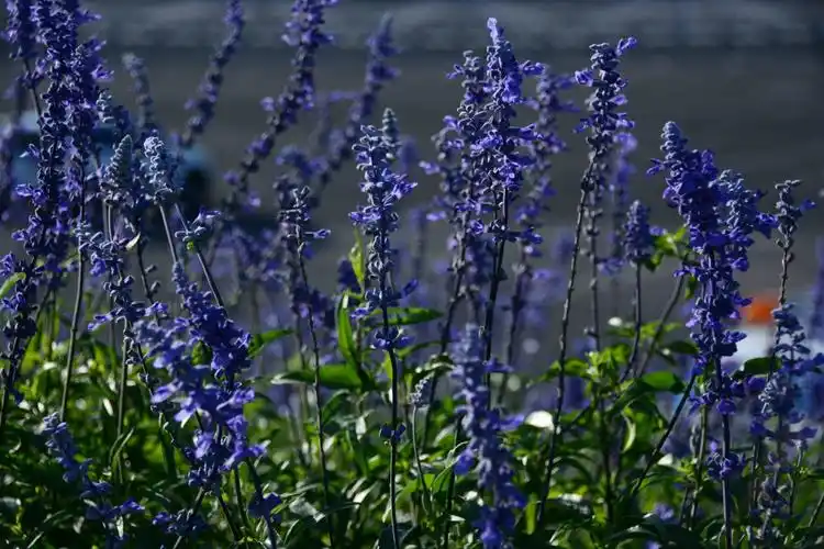 熏衣草花园放异彩