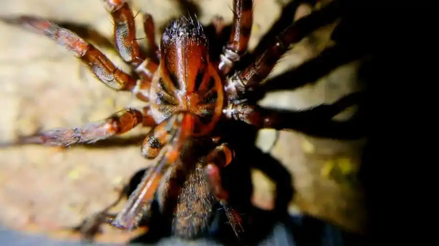 漏斗蛛亚隙蛛属速秒九龙虫