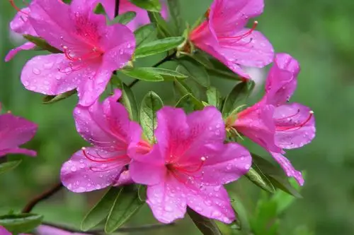 最美不过映山红