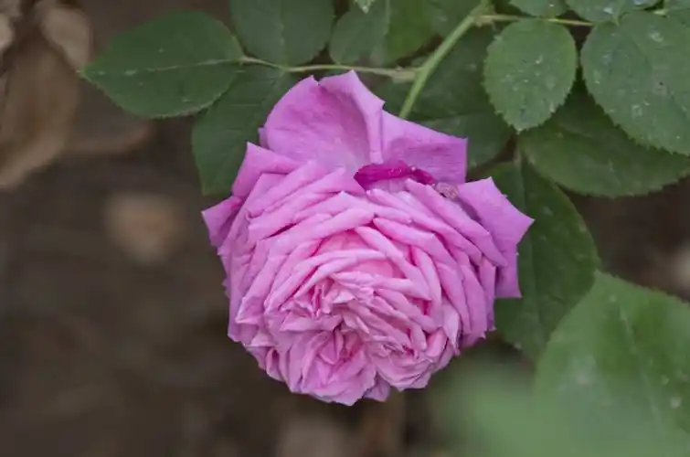 初夏月季花红花瓣层叠色彩艳丽