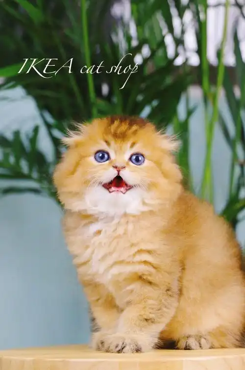 大金是一只折耳金渐层弟sell