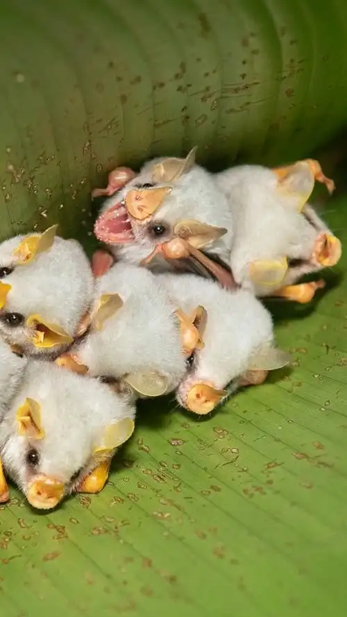 洪都拉斯白蝙蝠