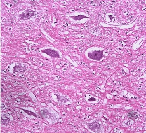 组织学与胚胎学实验 组织切片的典型图片