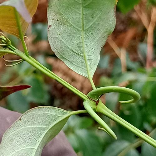 深山中药材金钩莲钩藤钩丁吊藤倒挂刺鹰爪风大钩藤毛钩藤自然生长