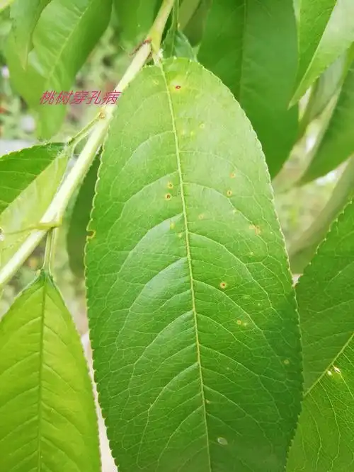 桃树穿孔病 一种桃树疾病,该病菌除为害桃树外,还为害樱桃,李,杏等
