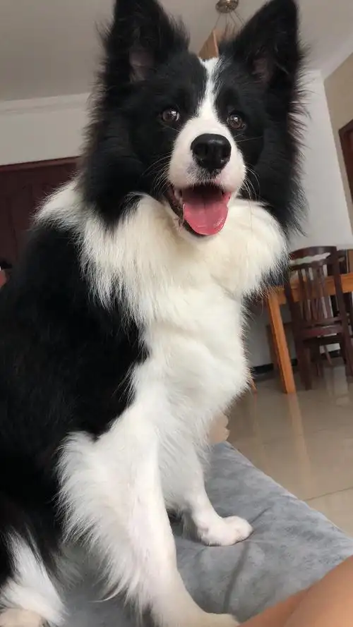 东莞常平黑白边牧押金领养