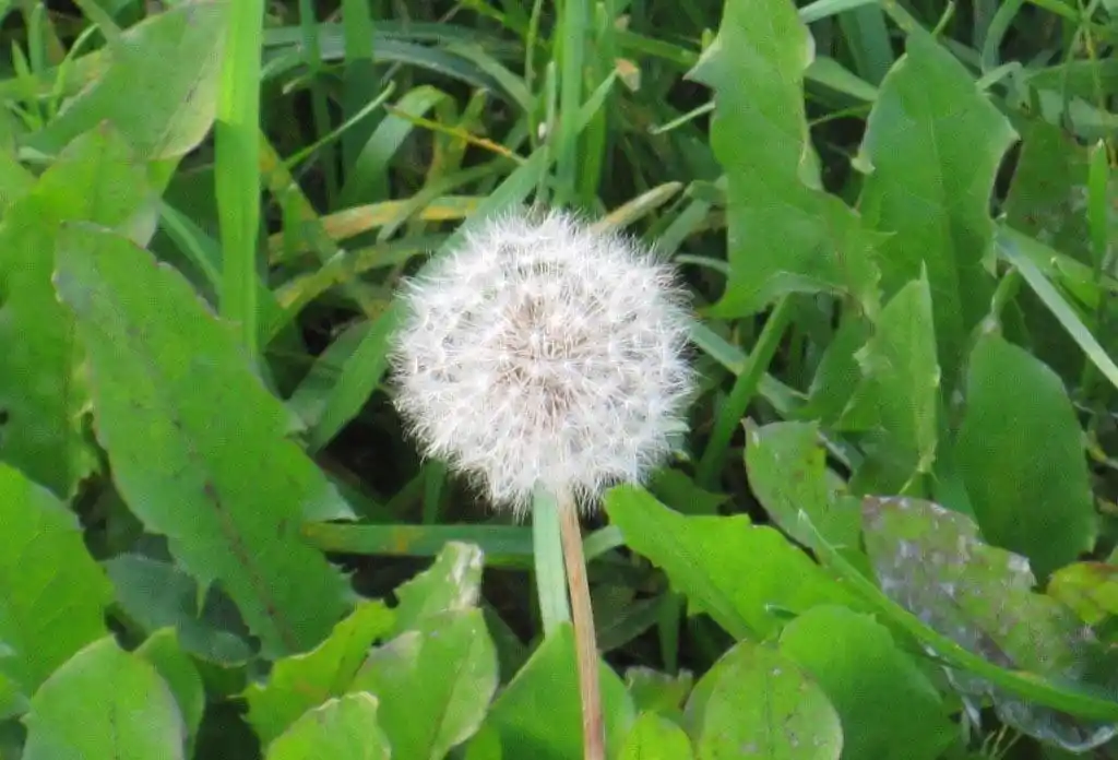 蒲公英泡水好处不少,你是否了解?几点注意事项早知晓