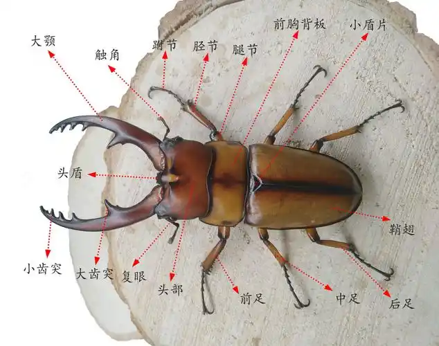 兜锹饲养入门第一辑 初识兜锹