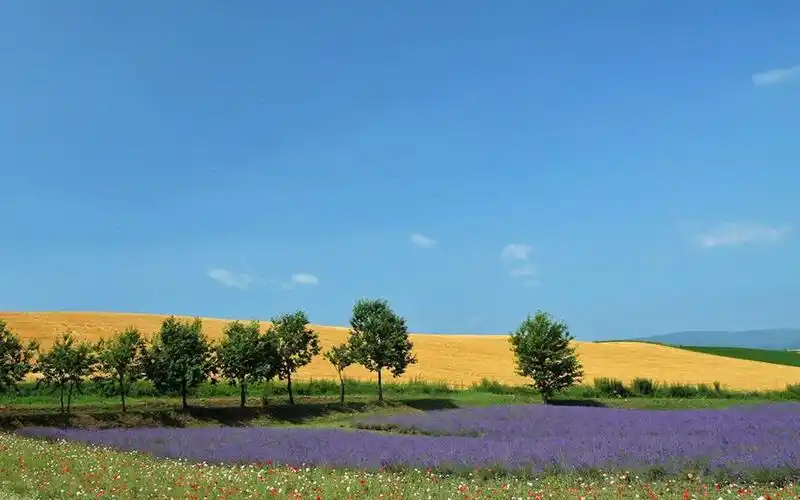 薰衣草田园风景,高清壁纸图片,鲜花背景-回车桌面