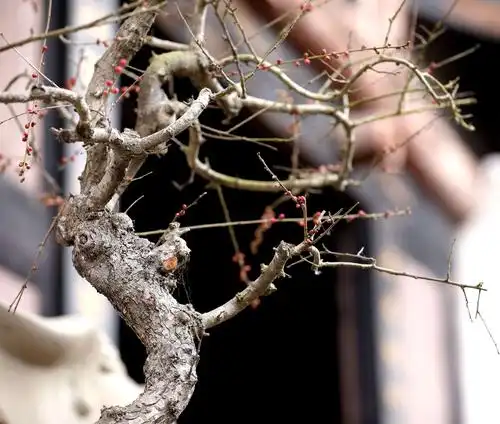 古屋前的老梅树正争先恐后吐着花蕾.