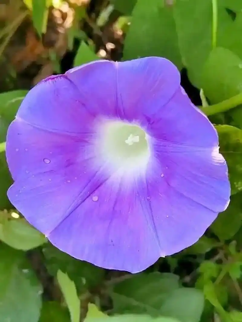 五彩的喇叭花  秋天的色彩