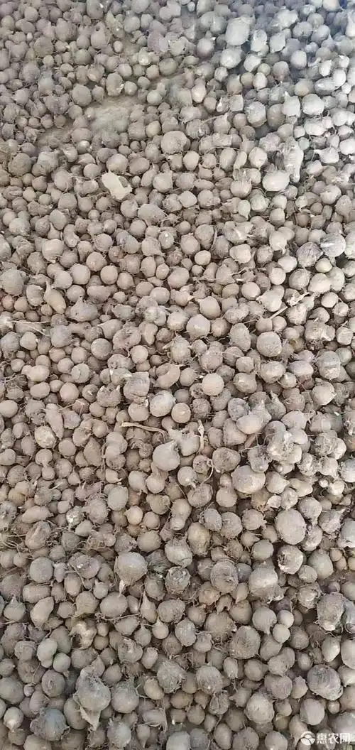 半夏种子 山东旱半夏种球