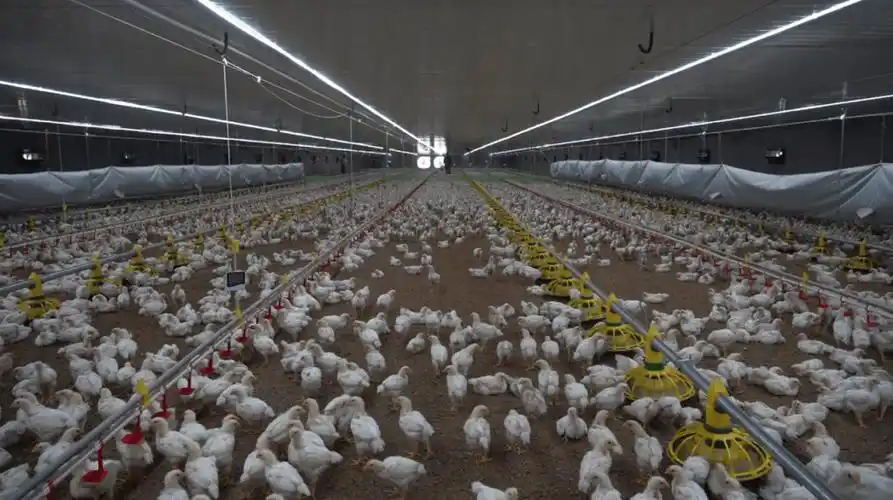 两栋鸡舍整齐排列,小肉鸡成群结队,或活蹦乱跳,或在撒欢进食,基地管理