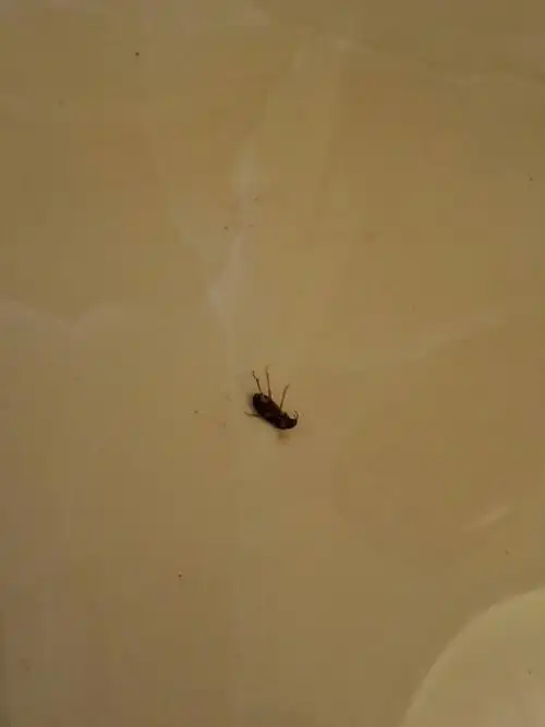 家里有很多深棕色虫子 会飞 小指指甲大小(如图) 主题 家里有很多深