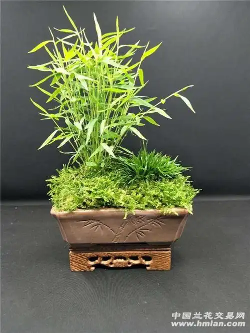 盆景日本姬翠竹搭配台湾金钱菖蒲