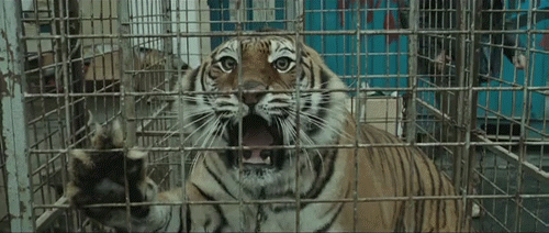 老虎哈气笼子怒吼gif动图_动态图_表情包下载_soogif