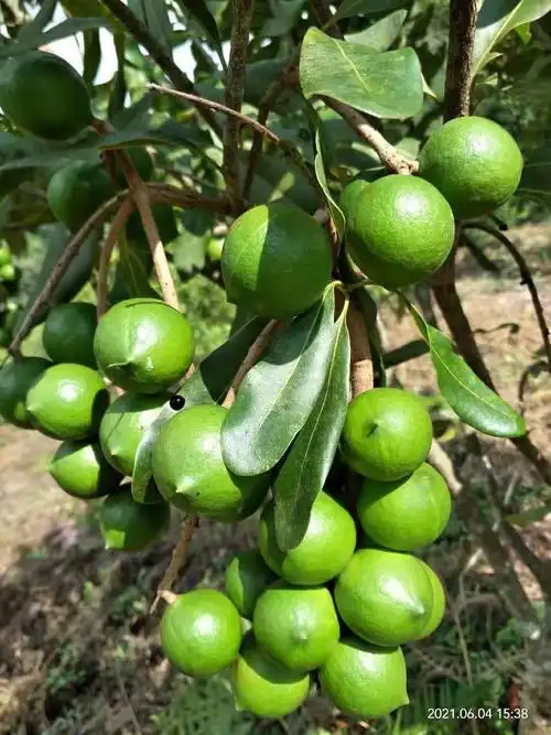 坚果包 澳洲坚果