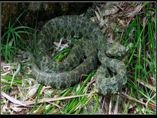 莽莽大山中千百年来还隐藏着一种神秘巨型毒蛇
