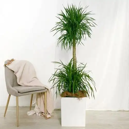 北京同城龙血树龙须树客厅办公室室内高杆造型大型绿植