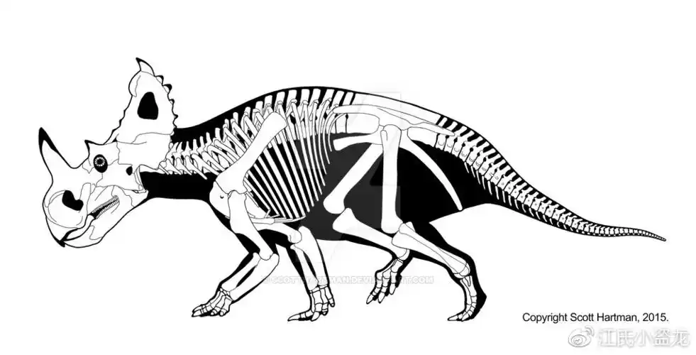 图注:尖角龙的骨骼复原,scotthartman绘制