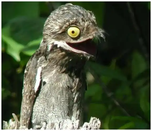 世界上最丑的鸟比云南虫谷的那只还要邪乎一百倍