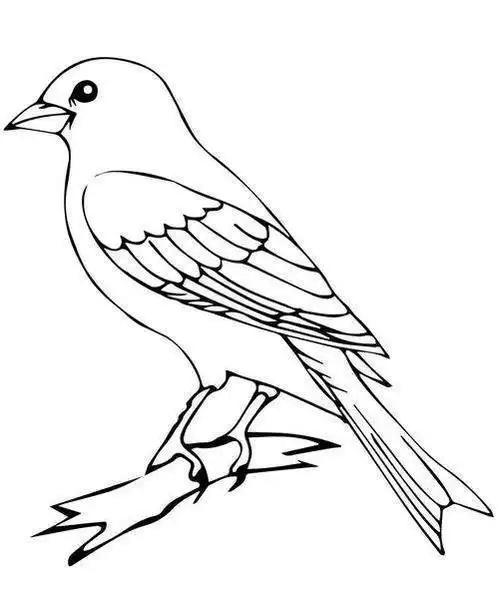 画教程5步教你画小鸟简笔画简笔画飞着的小鸟简笔画步骤教程一只飞翔