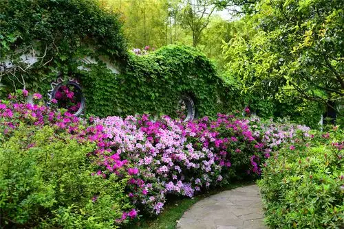 中国杜鹃园喜获"国家重点花文化基地"荣誉称号