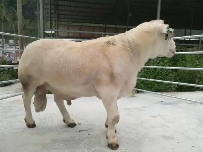 白头杜泊羊图片种公 萨福克羊图片大全-曹县俊翔养殖有限公司