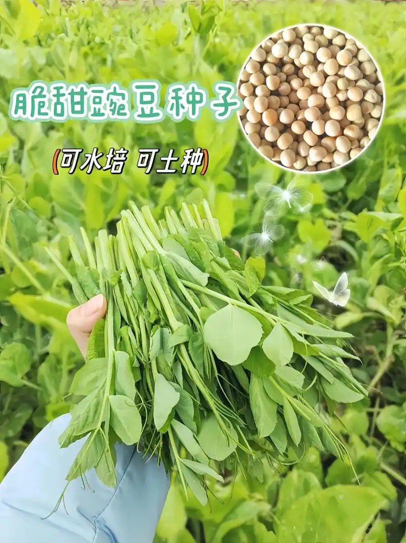 脆甜豌豆种子～