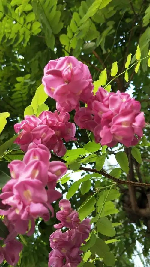 没错!她就是毛洋槐树的花儿.毛洋槐别名毛刺槐,江南槐.