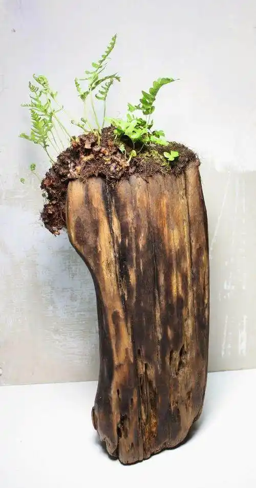 朽木还长出花来,看完我要去原始森林搜集烂木头去!