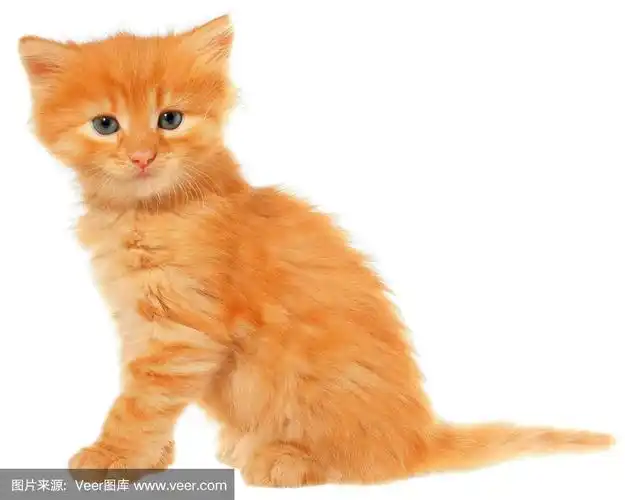 橙色小猫坐着孤立