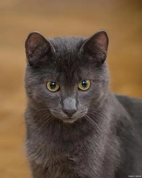 孟买猫是猫科猫属哺乳动物.