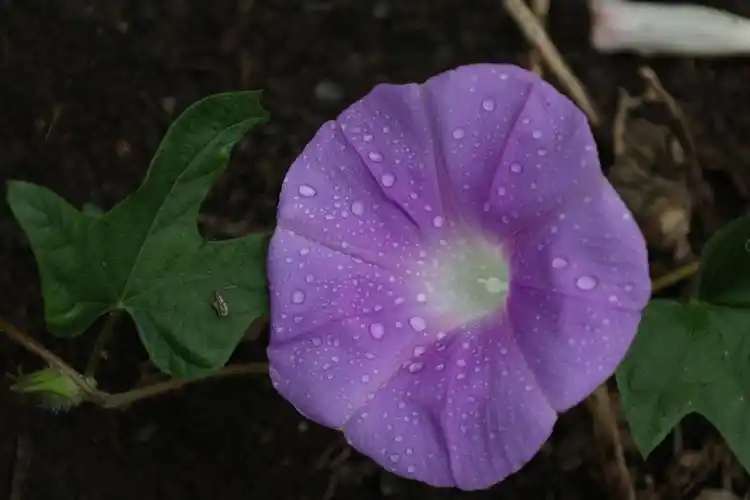 牵牛花  #喇叭花 #朝颜