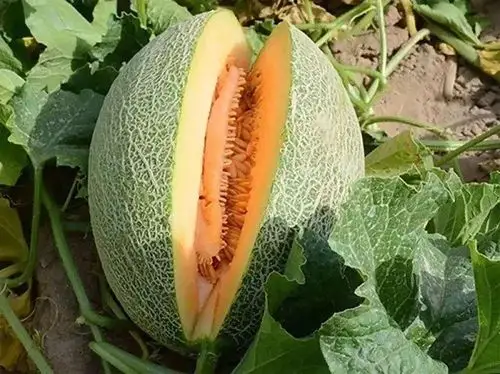 甜蜜入心!新疆哈密的哈密瓜!每口都让你惊艳!