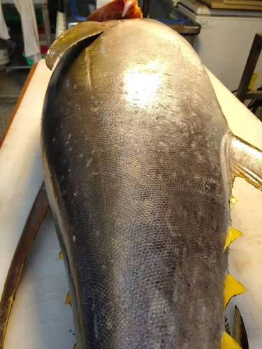 金枪鱼新鲜大金黄鳍吞拿鱼刺身生鱼片切断可整条金枪鱼